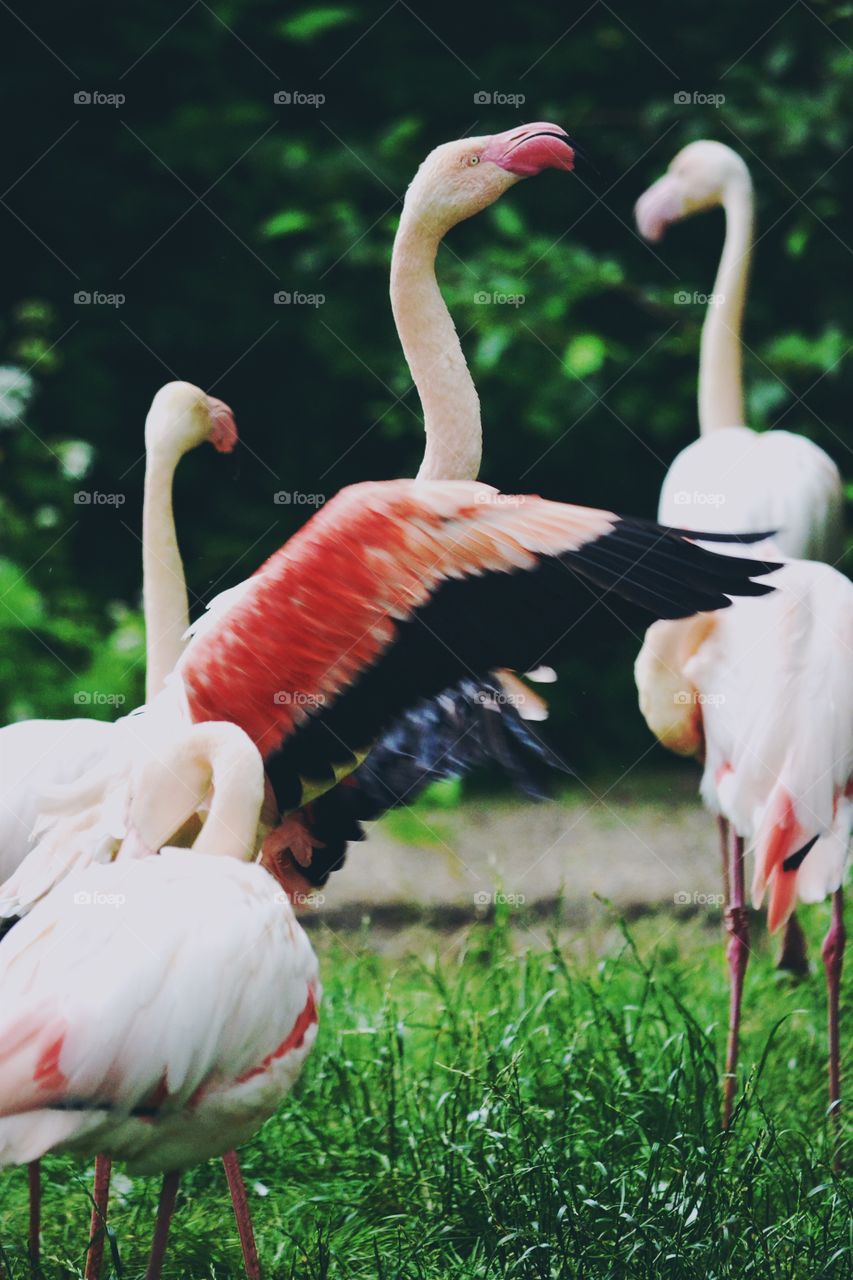 Flamingos. A pack of flamingos