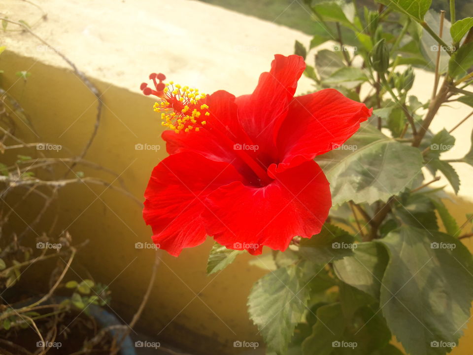 beautiful red hibiscus