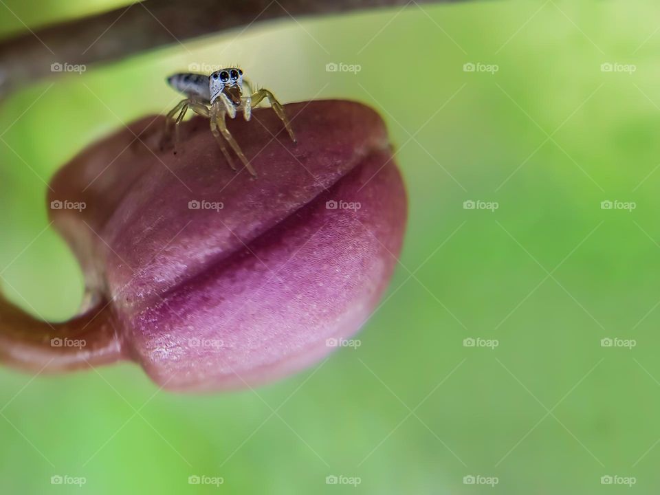 jumping spider on a orchid flower bud