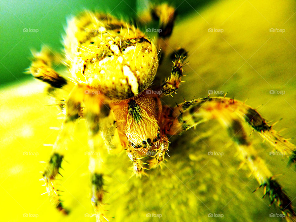 macro of a spider