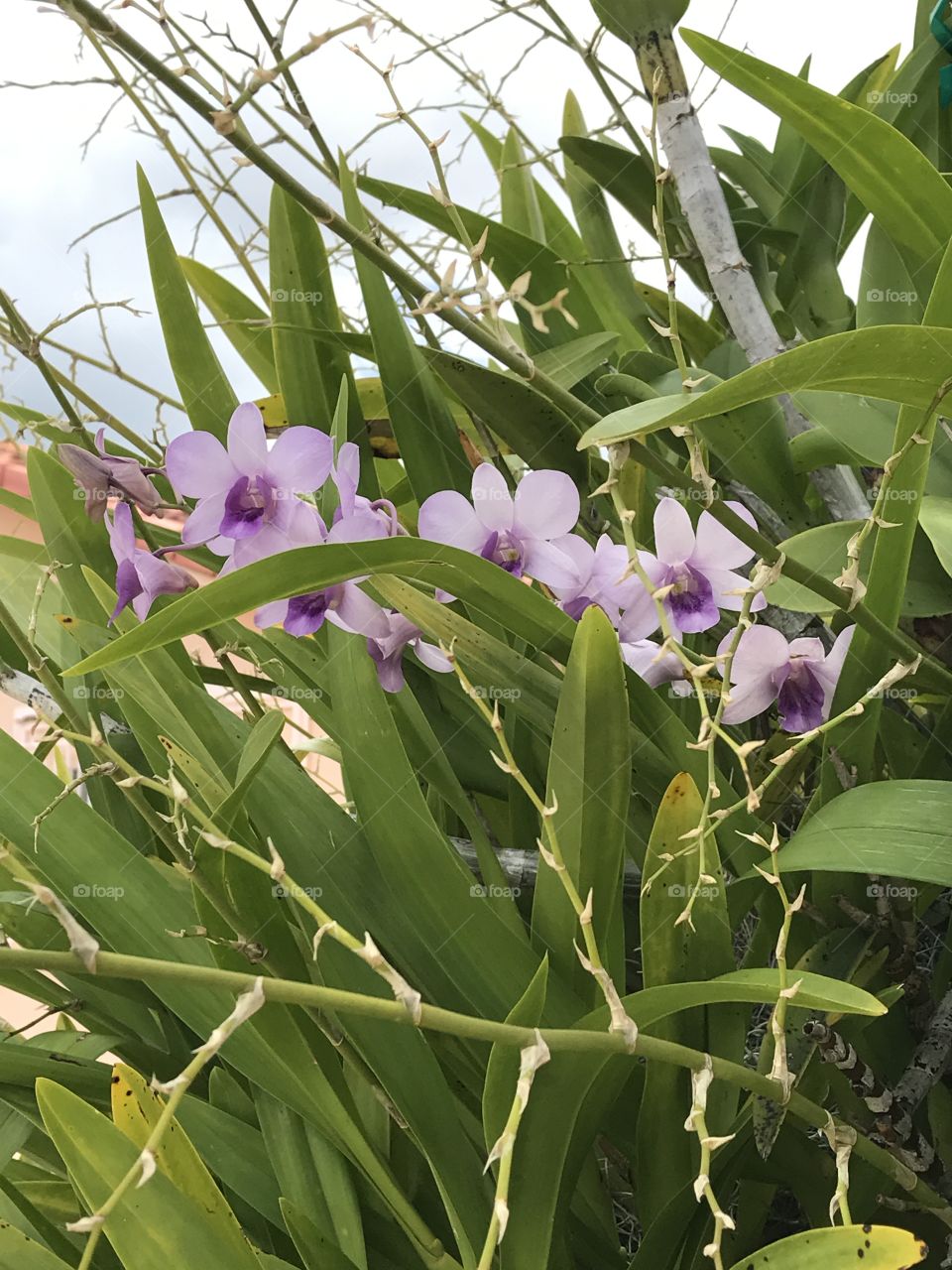 Violet orchids 