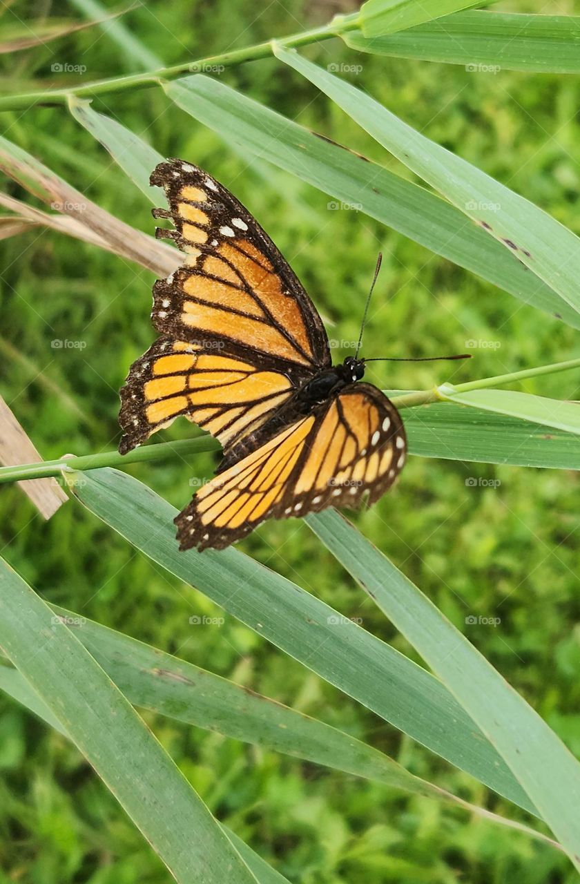 Monarch Butterfly