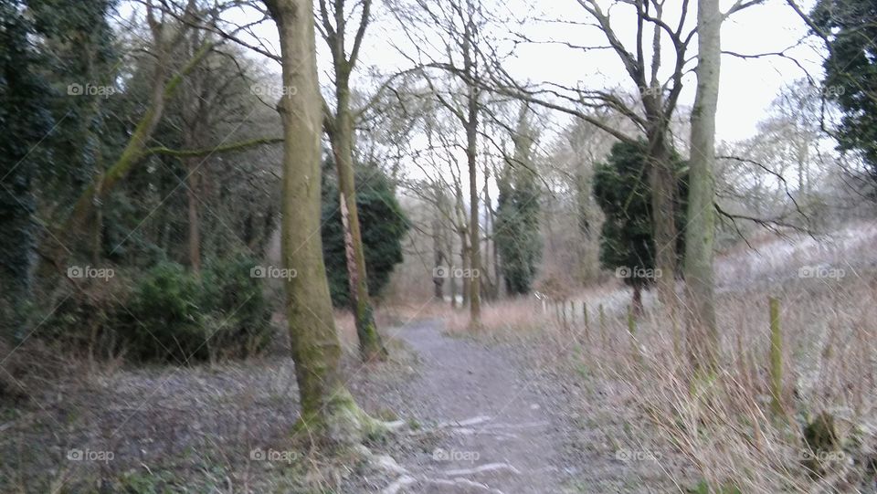 A Woodland Path