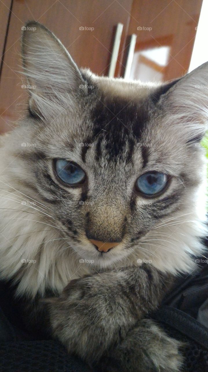 Olho de gato azul