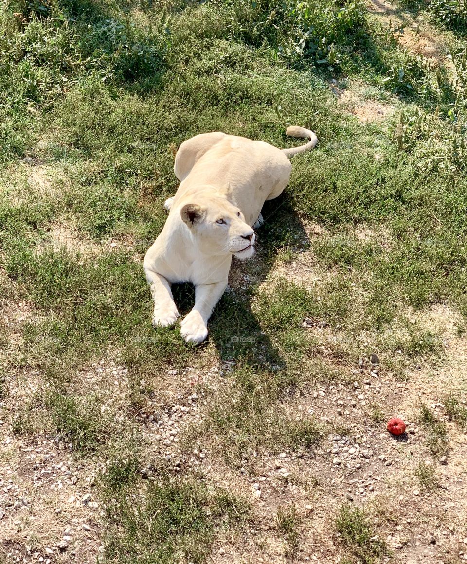 proud white lioness looks into the distance