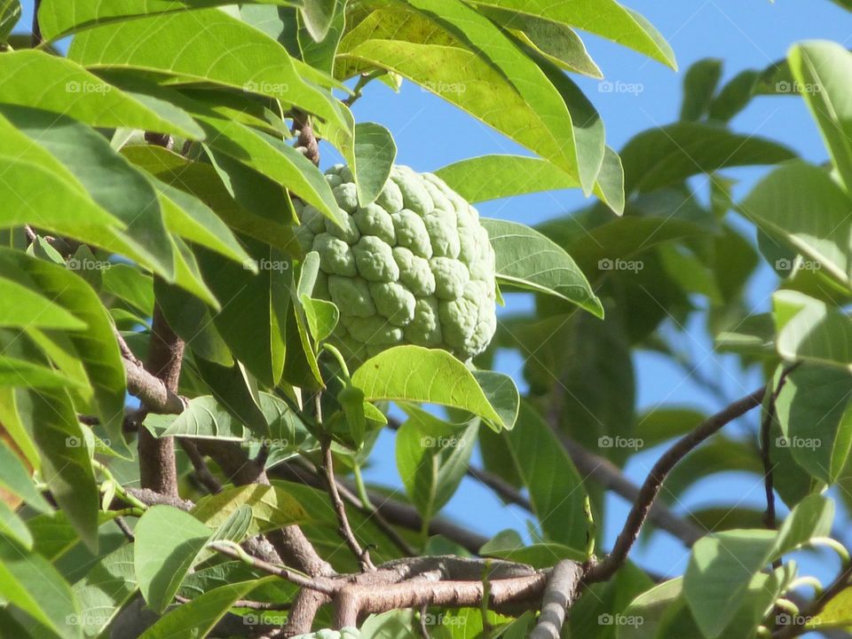 Sugar Apple