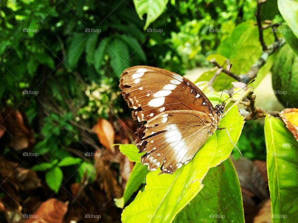 Butterfly brown color