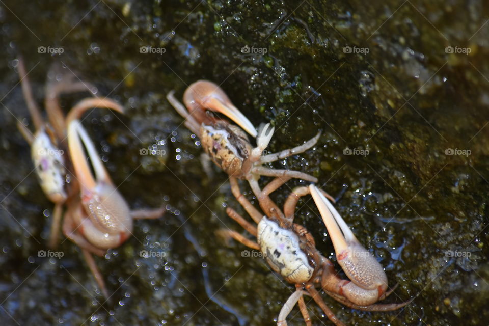 Crabs Upclose