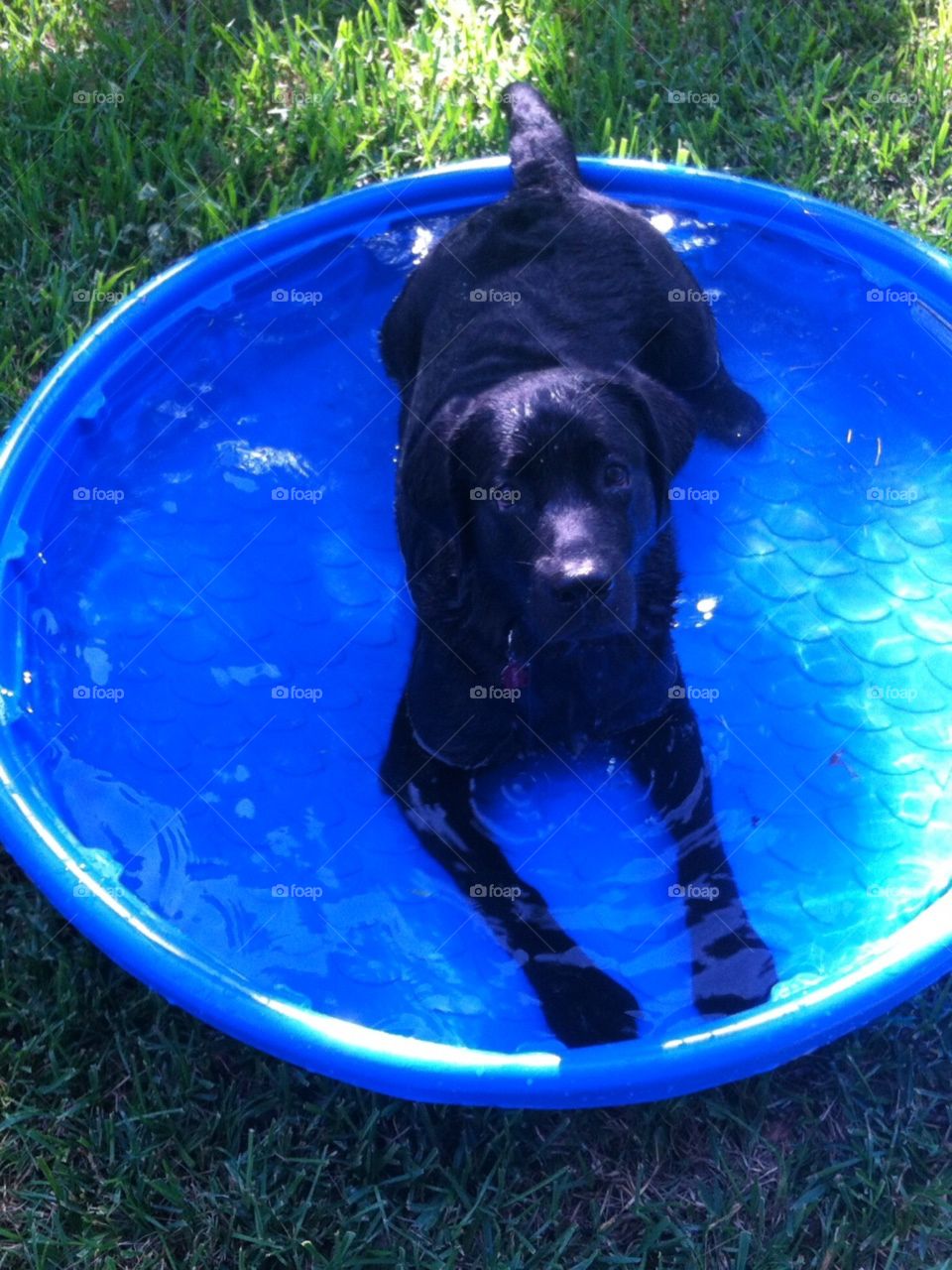 My pool
Black Labrador 
Wet Dog
Cool Dog
Don't even think about it
