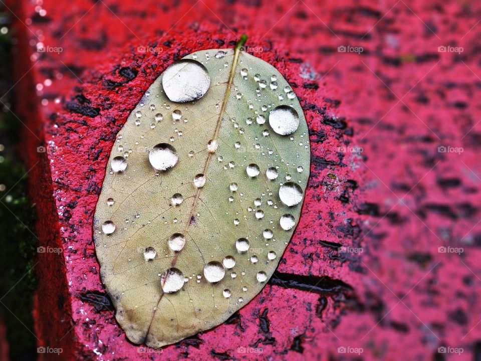 Wassertropfen auf Blatt