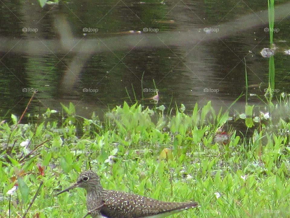 Solitary sandpiper