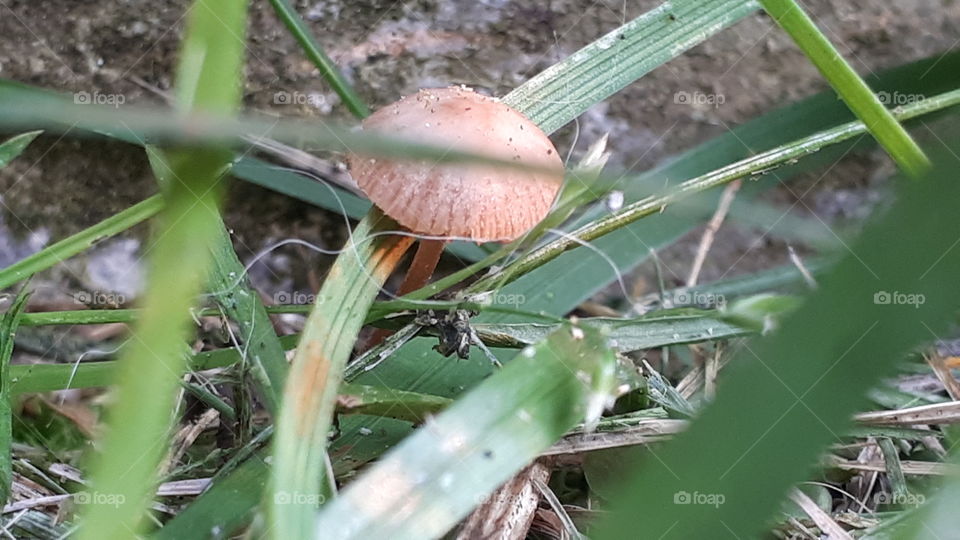 Little helper life ; simple mushroom growing