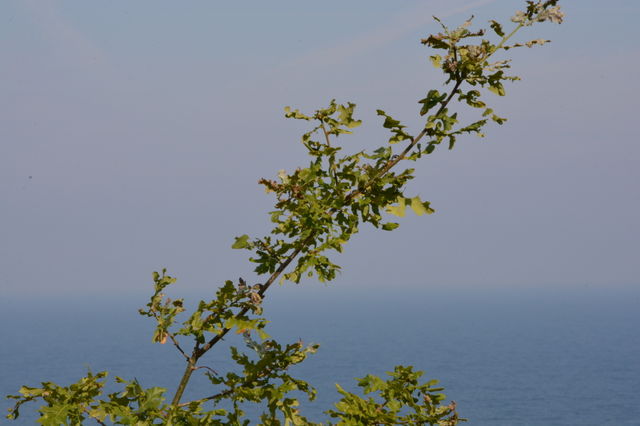Horizon

