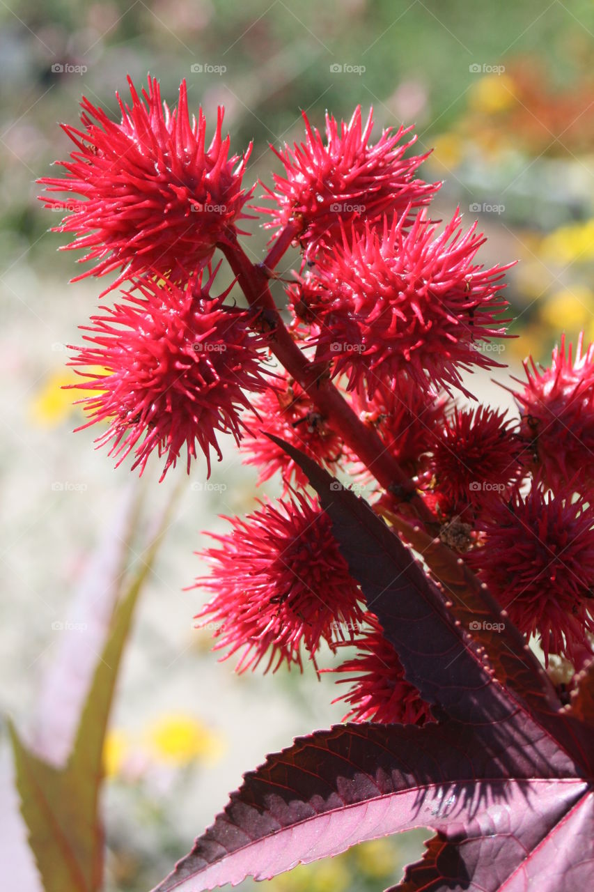 Red Flower