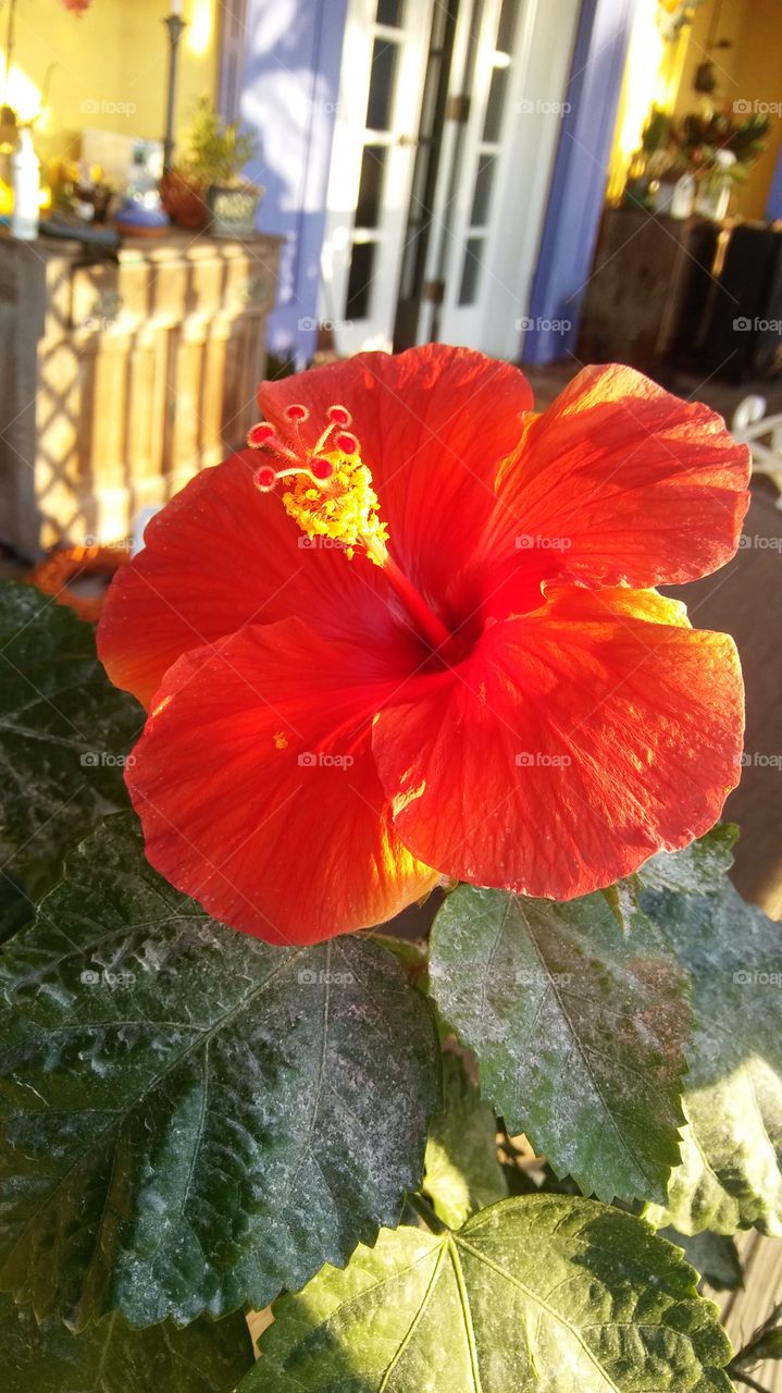hibiscus