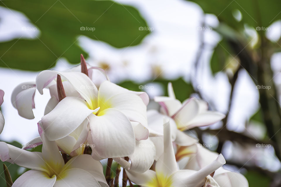 Soft pink flowers or Plumeria obtusa in garden.