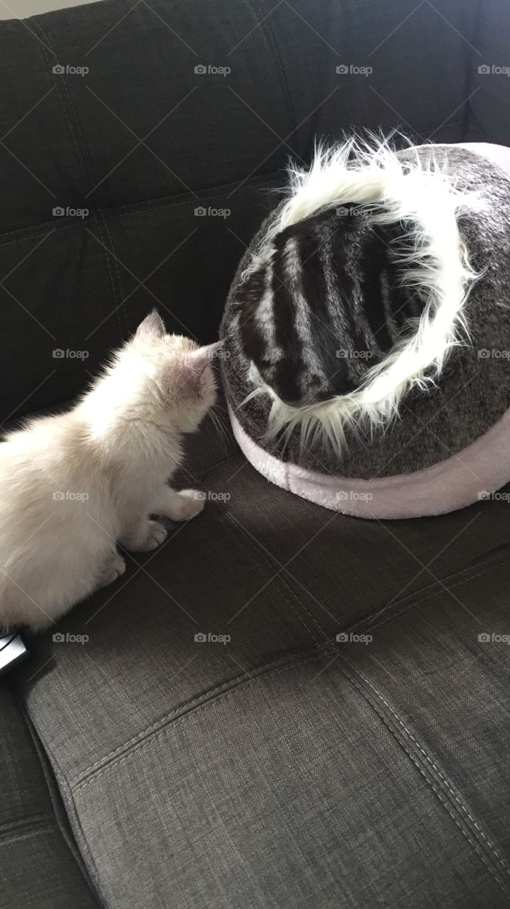 britishshorthair - blacksilvertabbyclassic & cllour point kitten