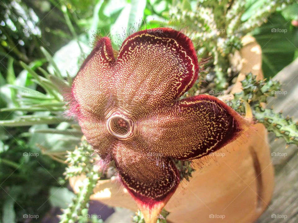 Edithcolea Grandis Flower