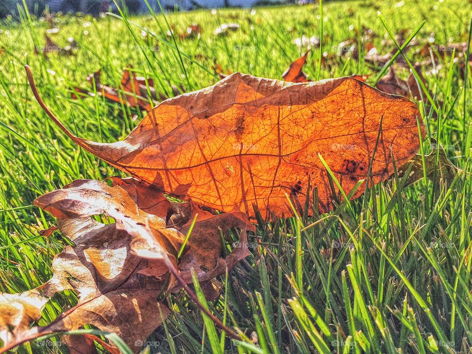 Bagging leaves....