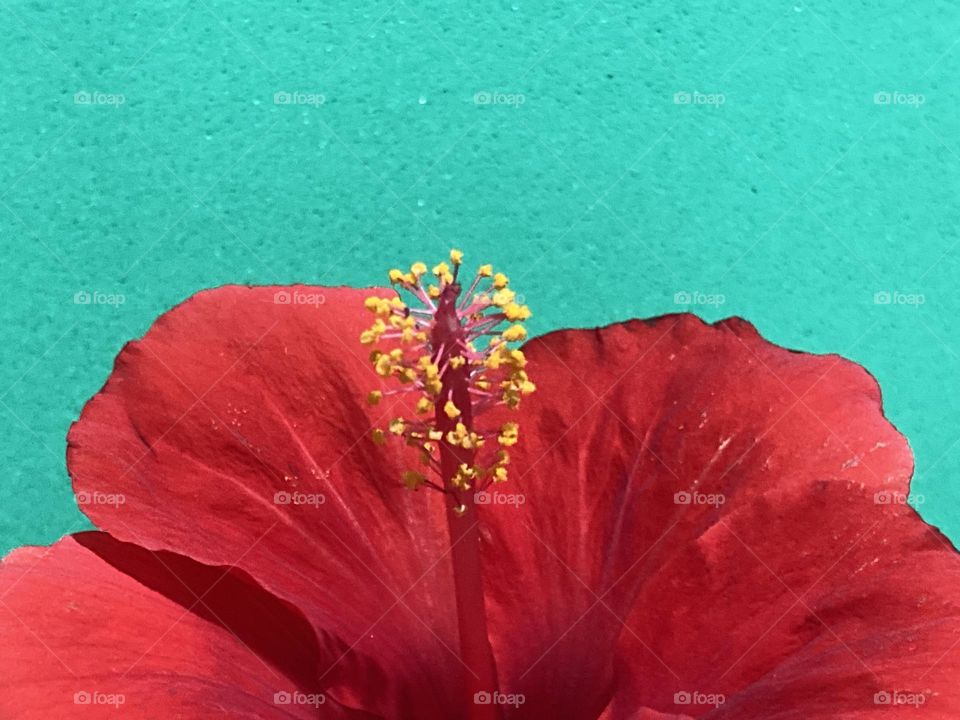 Flor parcial de Hibisco vermelho com estruturas amarelas em frente a uma parede verde.