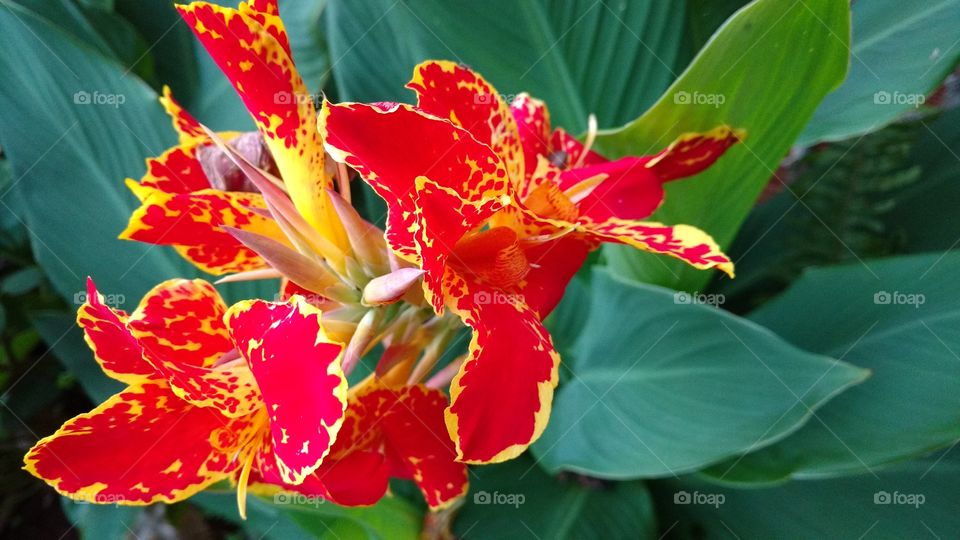 Lindas flores, em vermelho com amarelo!