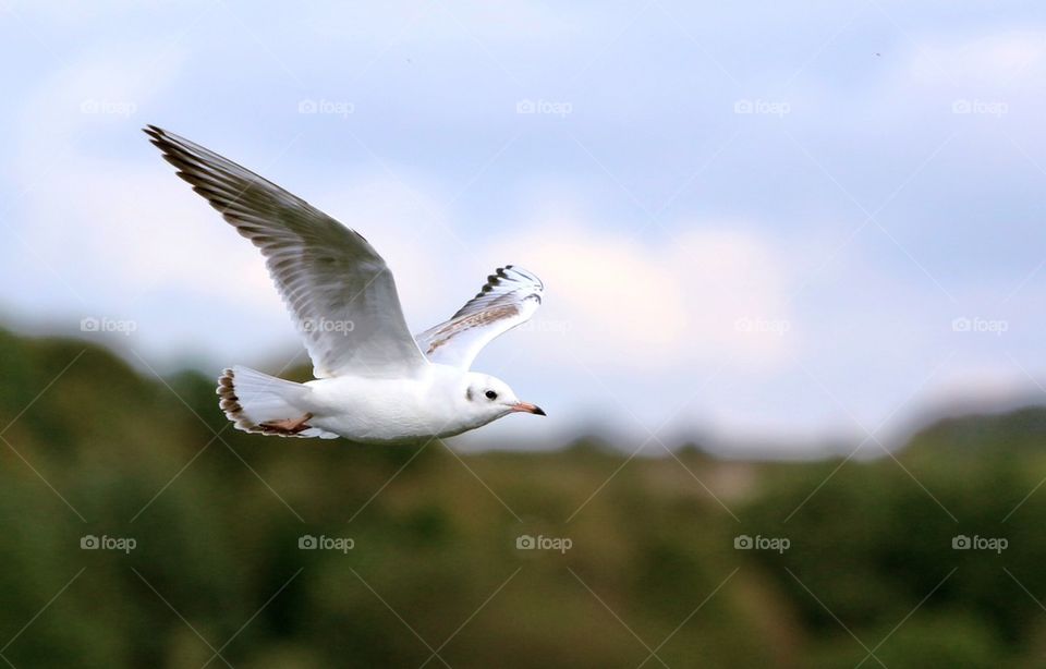 Gull Flying