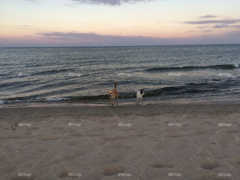 Sunset on a beach and dogs