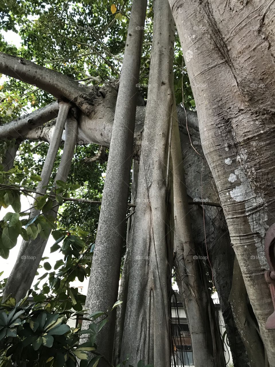 Banyan tree 