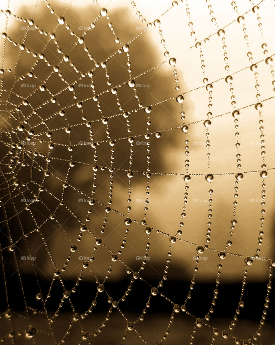 Dew drops on spiderweb