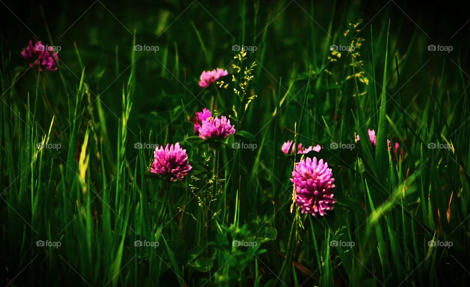 Pink flowers in the field 