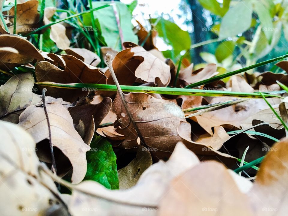 Fall leaves in grass