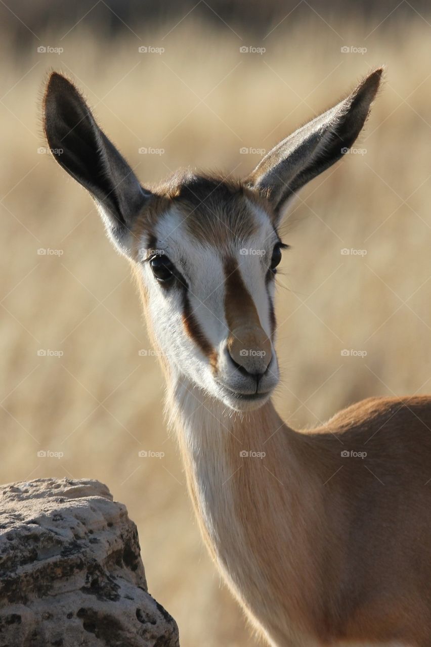 Curious springbok