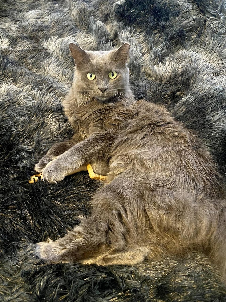 A grey fluffy cat sitting on her brush