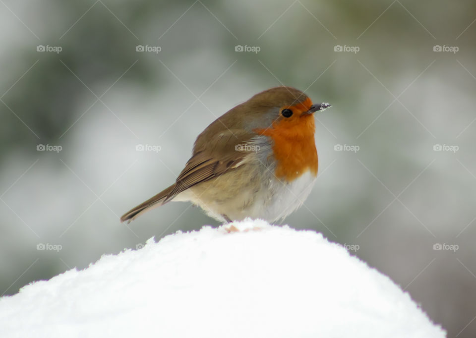 Robin