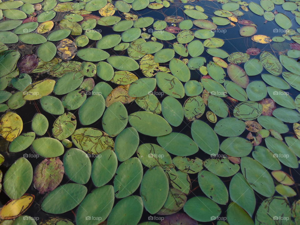 lilypads