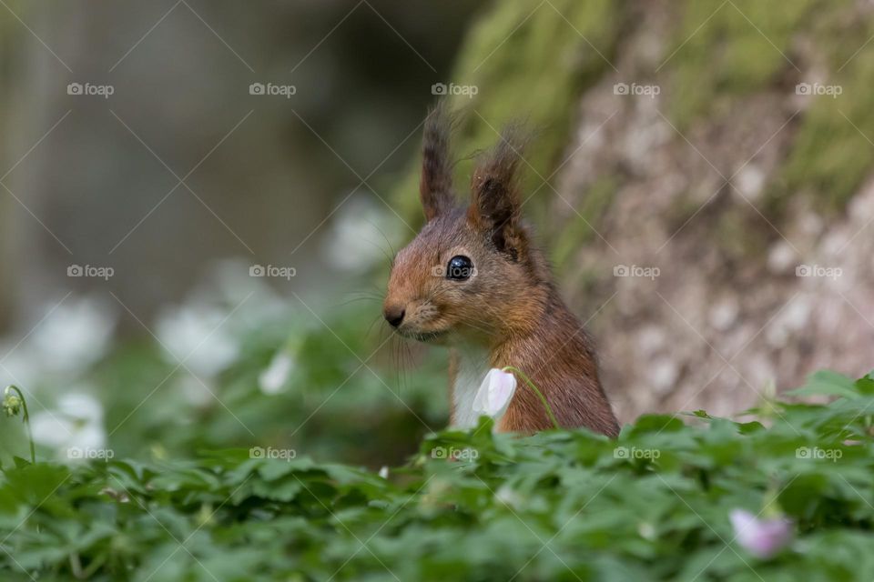Closeup of a squirrel popping up in the anemone flower bed in the forest, wildlife in Sweden