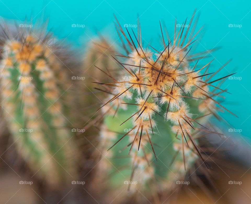 Macro image of the top of a small and spiky cactus against a turquoise background 