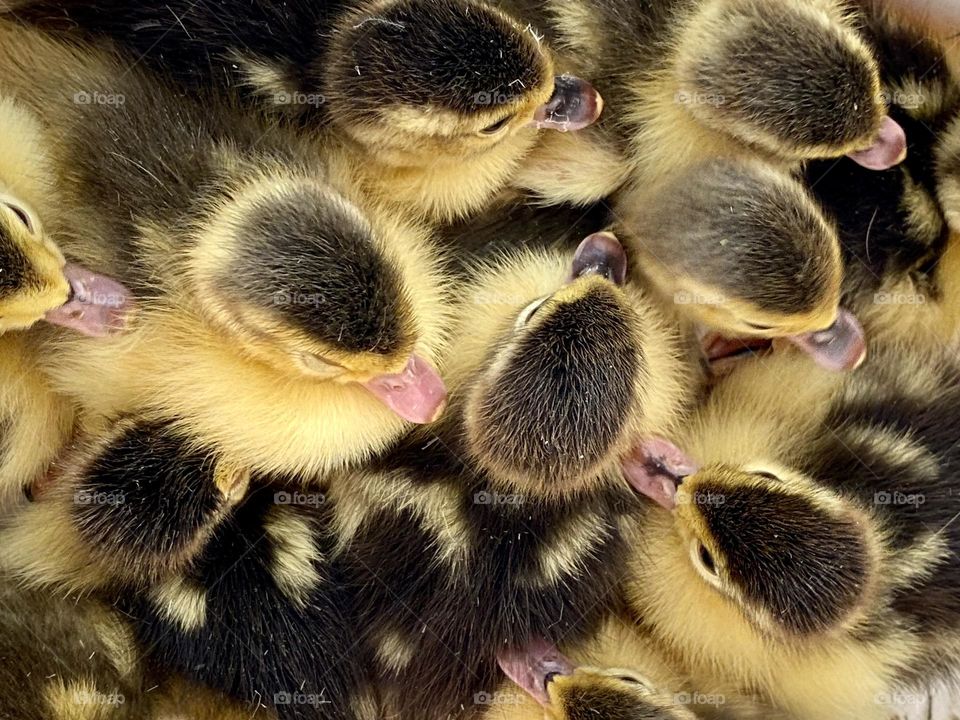 Little ducklings 
