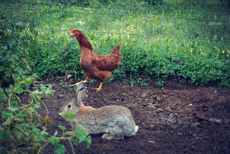 Chicken#bunny#animals#garden