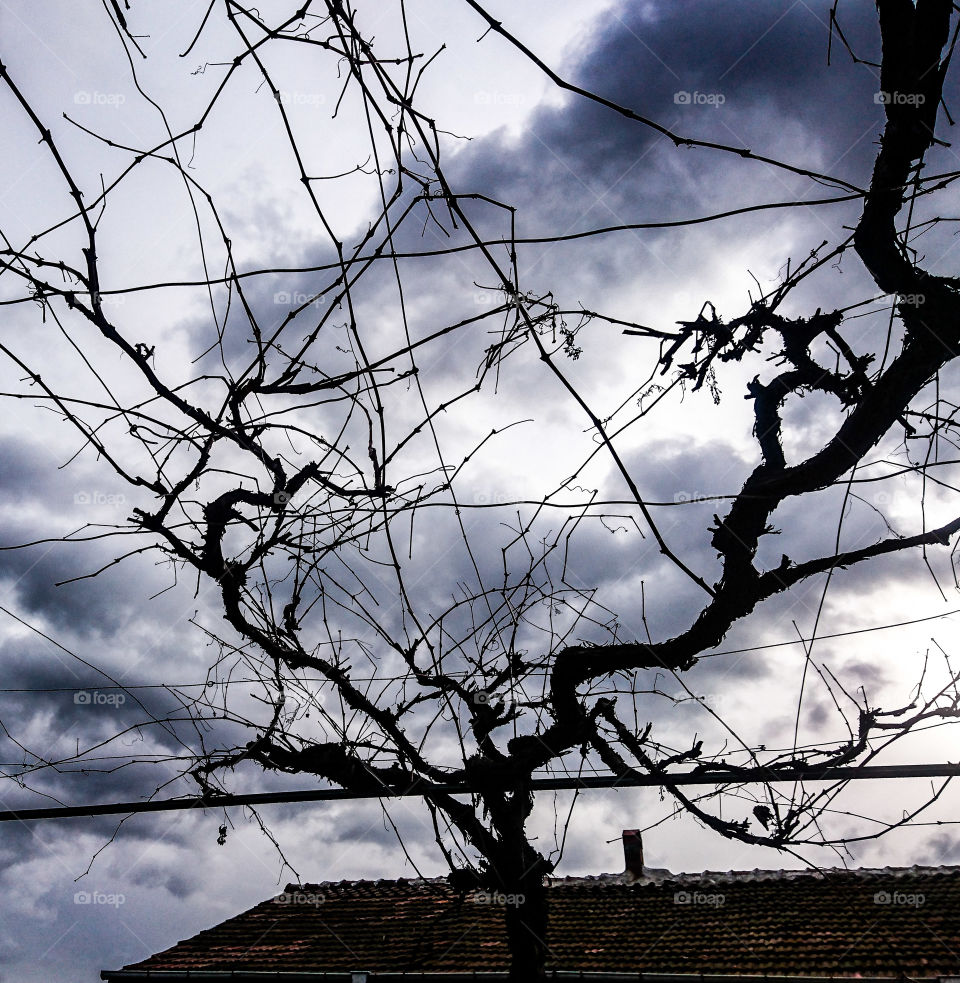 In the grape yard