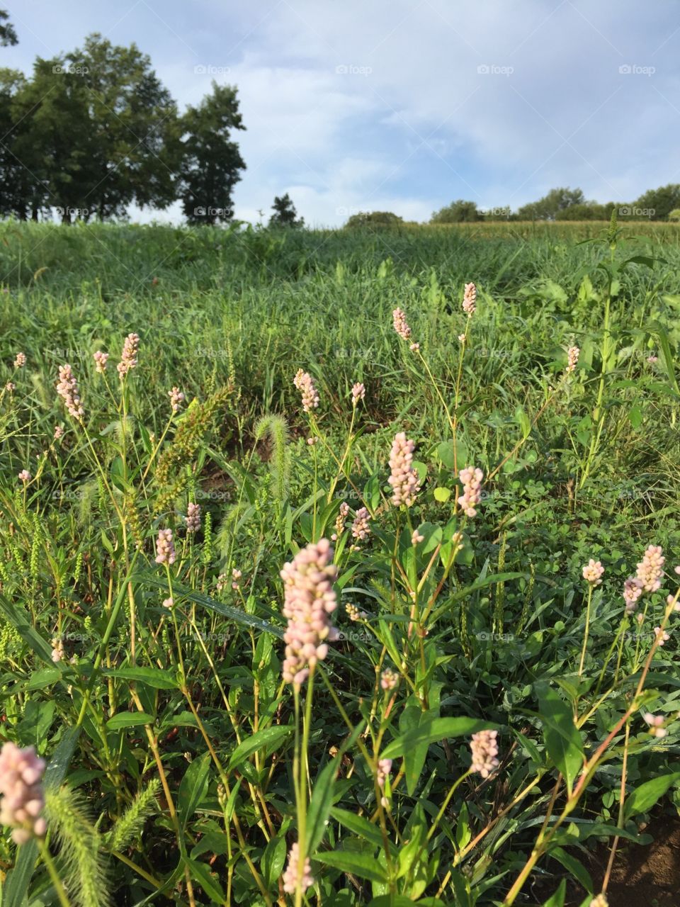 Morning in the Meadow