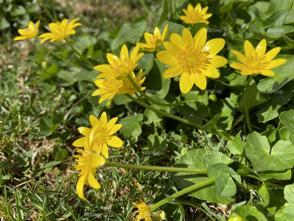 Early spring wild yellow flowers 