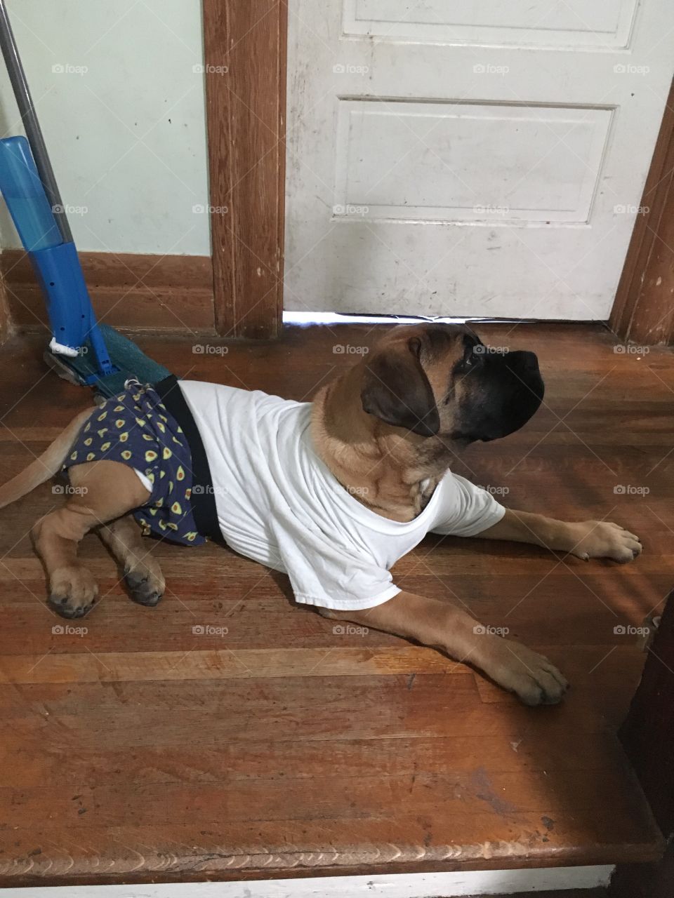 Dog in underwear 
