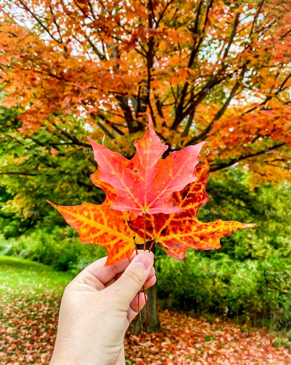 Fall is in the air. Fall leaves.