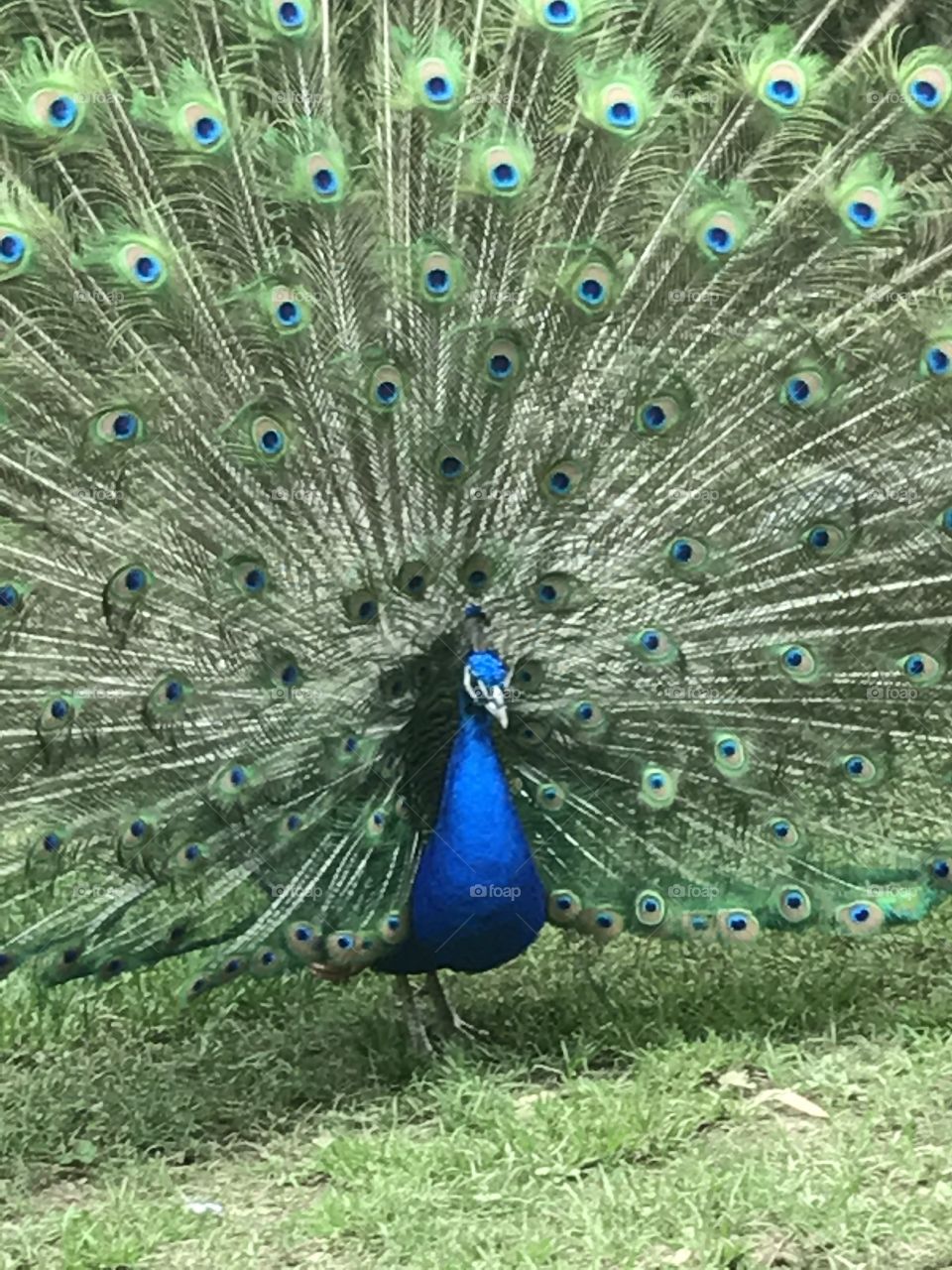 Peacock