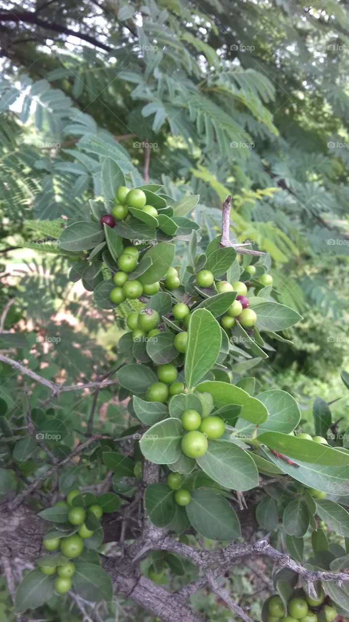 sweet fruits