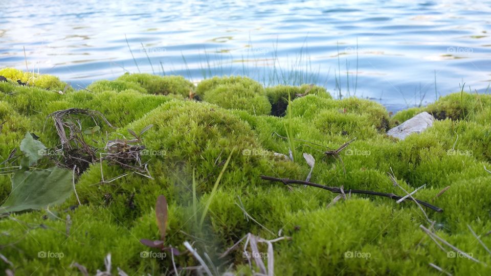 The Moss and the Lake