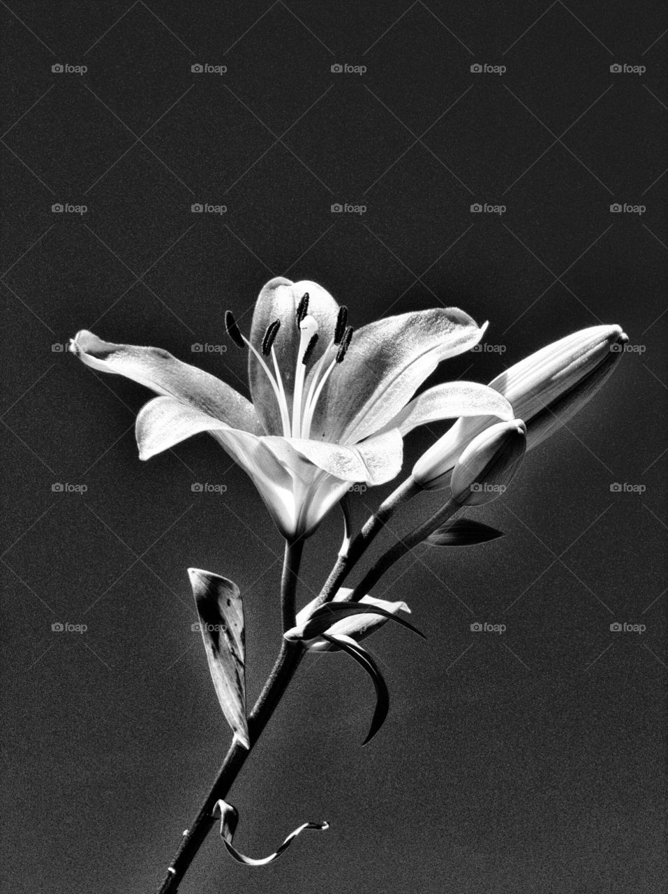 BW flower 