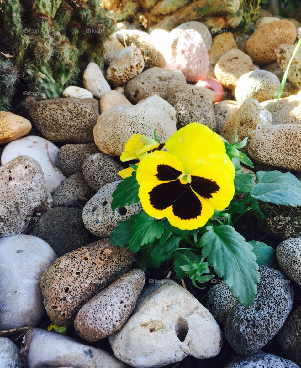 Yellow flower on rock