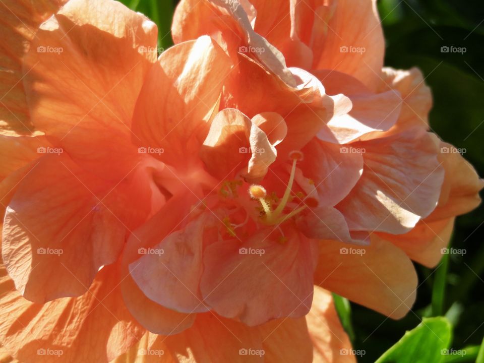 Peach Fancy Hibiscus 